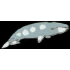 WHALE PINS GRAY WHALE PIN